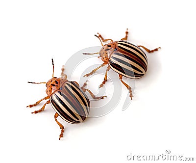Potato Beetles Stock Photo