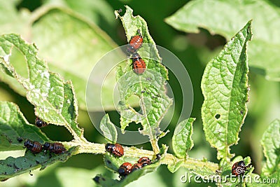 Potato bug larva in potatoes leaves Stock Photo