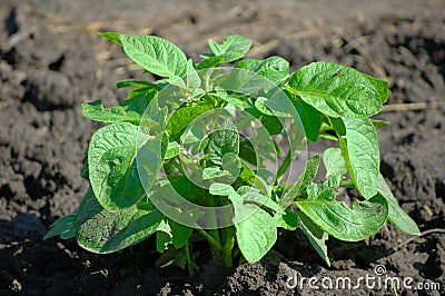 Potato bush Stock Photo