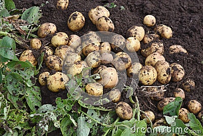 Potato cultivation. Stock Photo