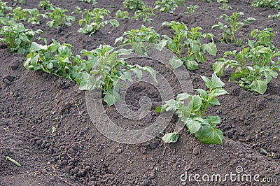 Potato cultivation Stock Photo