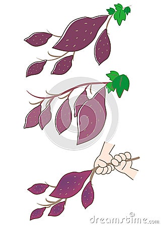 Potato digging 3set - Autumn food. Vector Illustration