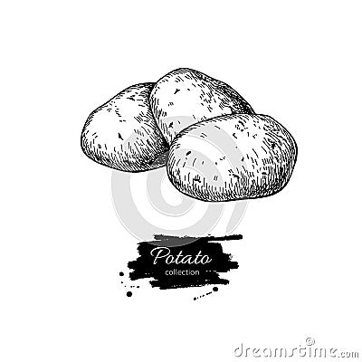 Potato drawing. Isolated potatoes heap. Vegetable engrave Vector Illustration