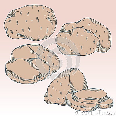 Potato drawing set Cartoon Illustration