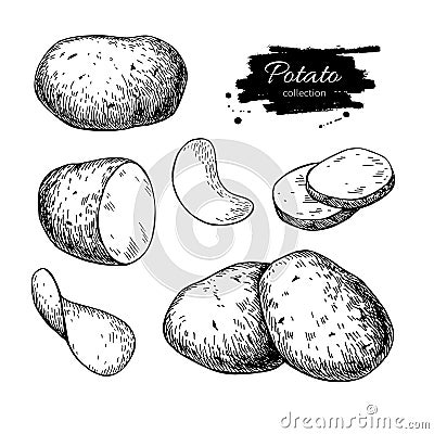 Potato drawing set. Vector Isolated potatoes heap, sliced pieces Vector Illustration