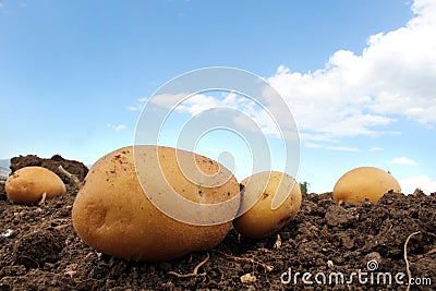 Potato farm in the field Stock Photo