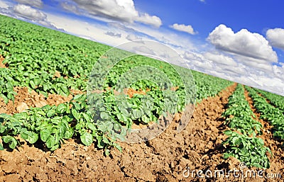 Potato farm field with sky and clouds Stock Photo