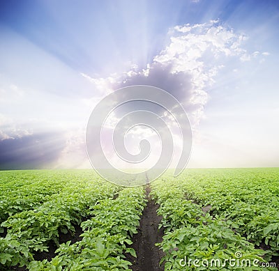 Potato field Stock Photo