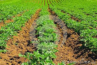 Potato field Stock Photo