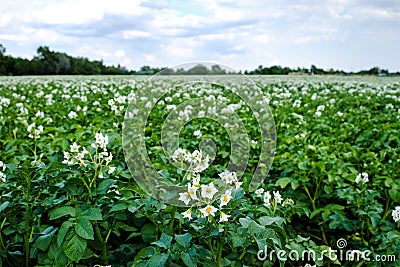 Potato Field Blooming Stock Photo