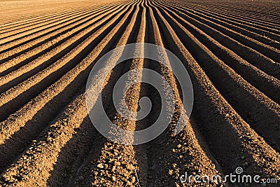 Potato field in the early spring with the sowing rows running to Stock Photo