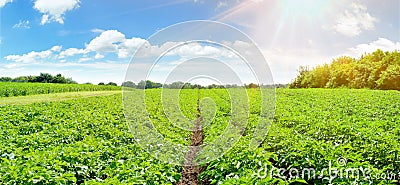 Potato Field - Panorama Stock Photo