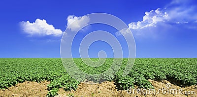 Potato field and sky Stock Photo