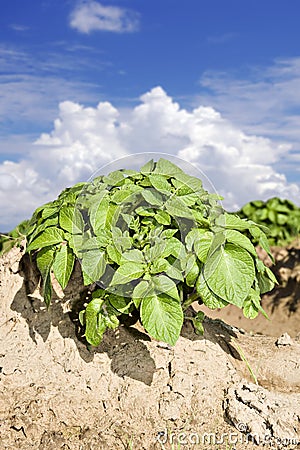 A Potato field with sky and cloud Stock Photo