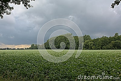 Potato field with trees in the dstance under dark clouds in the Flemish countryside Stock Photo