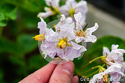 Potato flowers and leaves, potatoes grown above ground, malum terrae Stock Photo