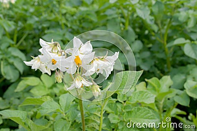 Potato flowers Stock Photo