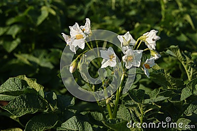 Potato flowers Stock Photo