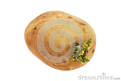 Potato Germinating Stock Photo