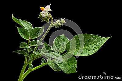 Potato green leaf Stock Photo