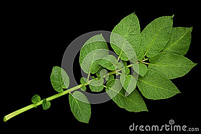 Potato green leaf Stock Photo