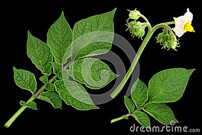 Potato green leaf Stock Photo