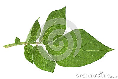 Potato green leaf Stock Photo