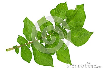 Potato green leaf Stock Photo