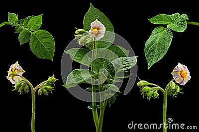 Potato green leaf collection Stock Photo