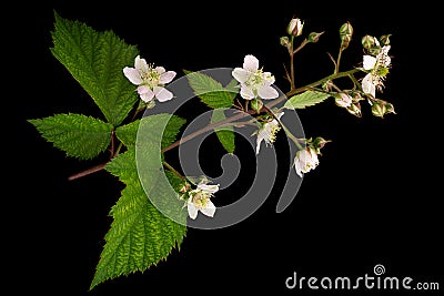 Potato green leaf Stock Photo