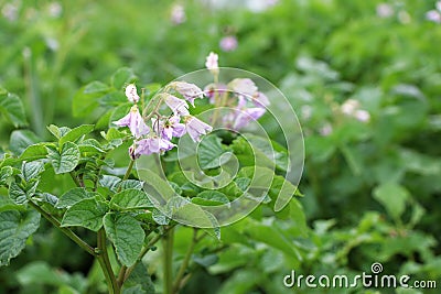 Potato grows and blooms Stock Photo