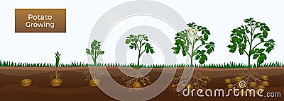 Potato growth stages horizontal educative gardening banner with planting sprout development tuber initiation bulking maturation Vector Illustration