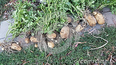 Potato harvest late summer Stock Photo