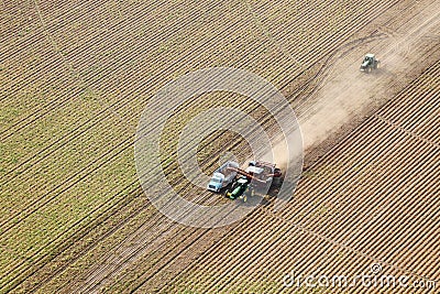 An aerial view of trucks and tractors harvesting potatoes. Editorial Stock Photo