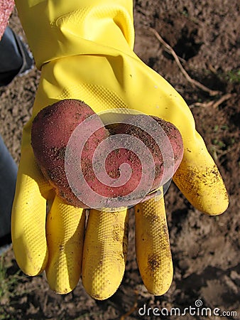 Potato heart Stock Photo