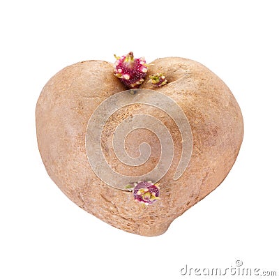 Potato in a heart shape Stock Photo