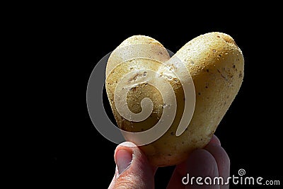 Potato heart or tuber of potato Solanum Tuberosum shaped like heart in fingers of left hand of adult male man, black background Stock Photo