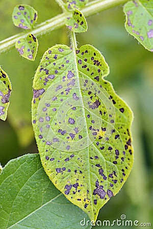 Potato leaf blight fungal disease Stock Photo