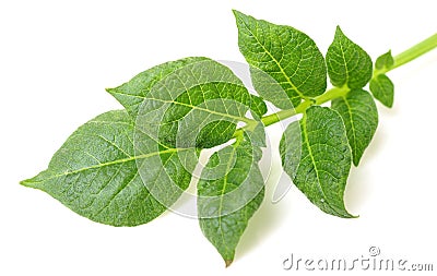 Potato leaf Stock Photo