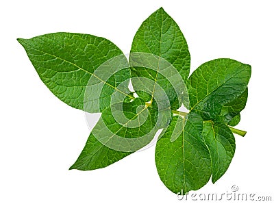 Potato leaf Stock Photo