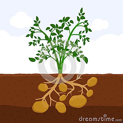 Potato with leaves and roots in soil, Fresh organic vegetable garden plant growing underground, Cartoon flat vector. Vector Illustration