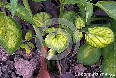 Potato leaves symtomp on minor and trace element defficiency Stock Photo