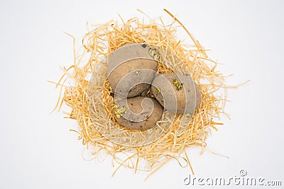 Potato on the nest with white background shooting in studio Stock Photo