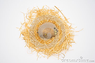 Potato on the nest with isolated white background shooting in studio Stock Photo