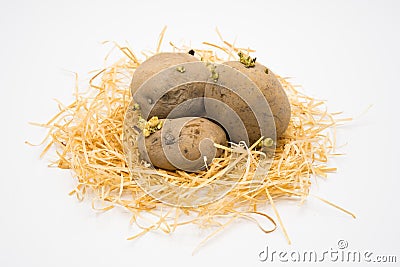 Potato on the nest with isolated white background shooting in studio Stock Photo