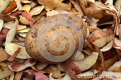 Potato with peelings Stock Photo