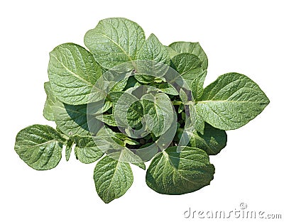 Potato plant Stock Photo