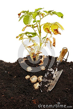 Potato plant Stock Photo