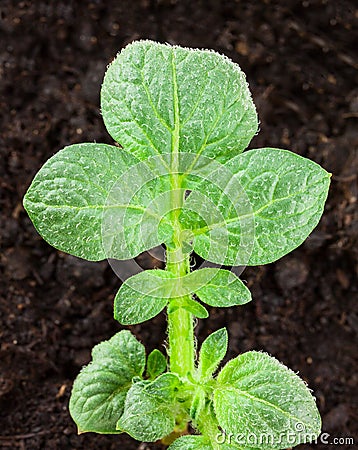 Potato plant Stock Photo