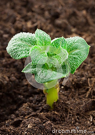 Potato plant Stock Photo